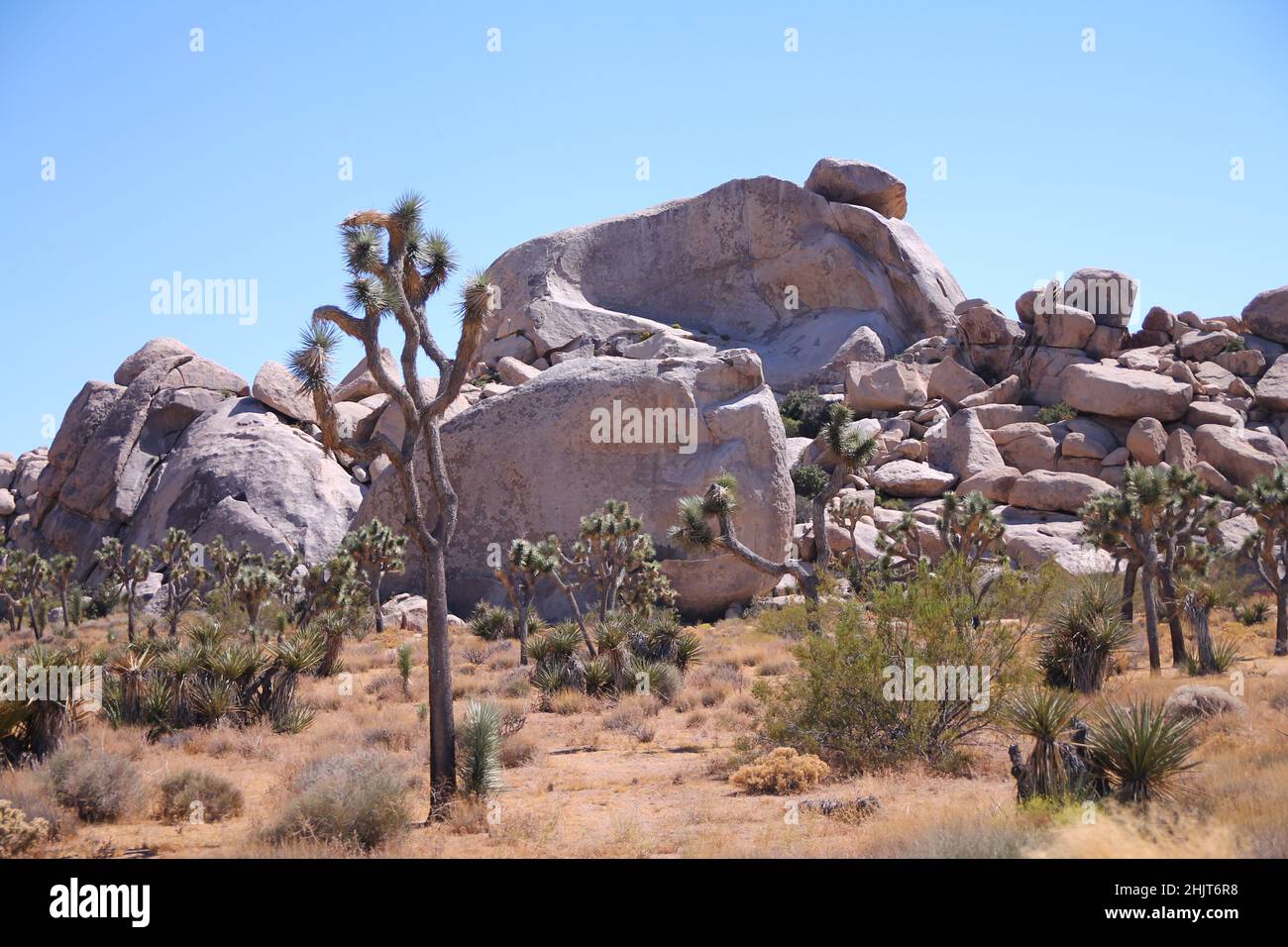 L'albero di Yucca e le grandi rocce nel Parco Nazionale di Joshua Tree in California Foto Stock