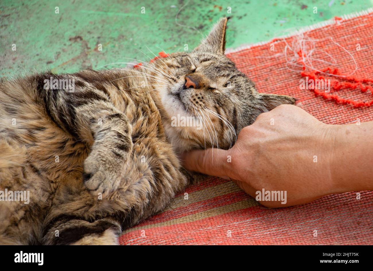 un giovane gatto tabby si trova nel cortile al sole Foto Stock