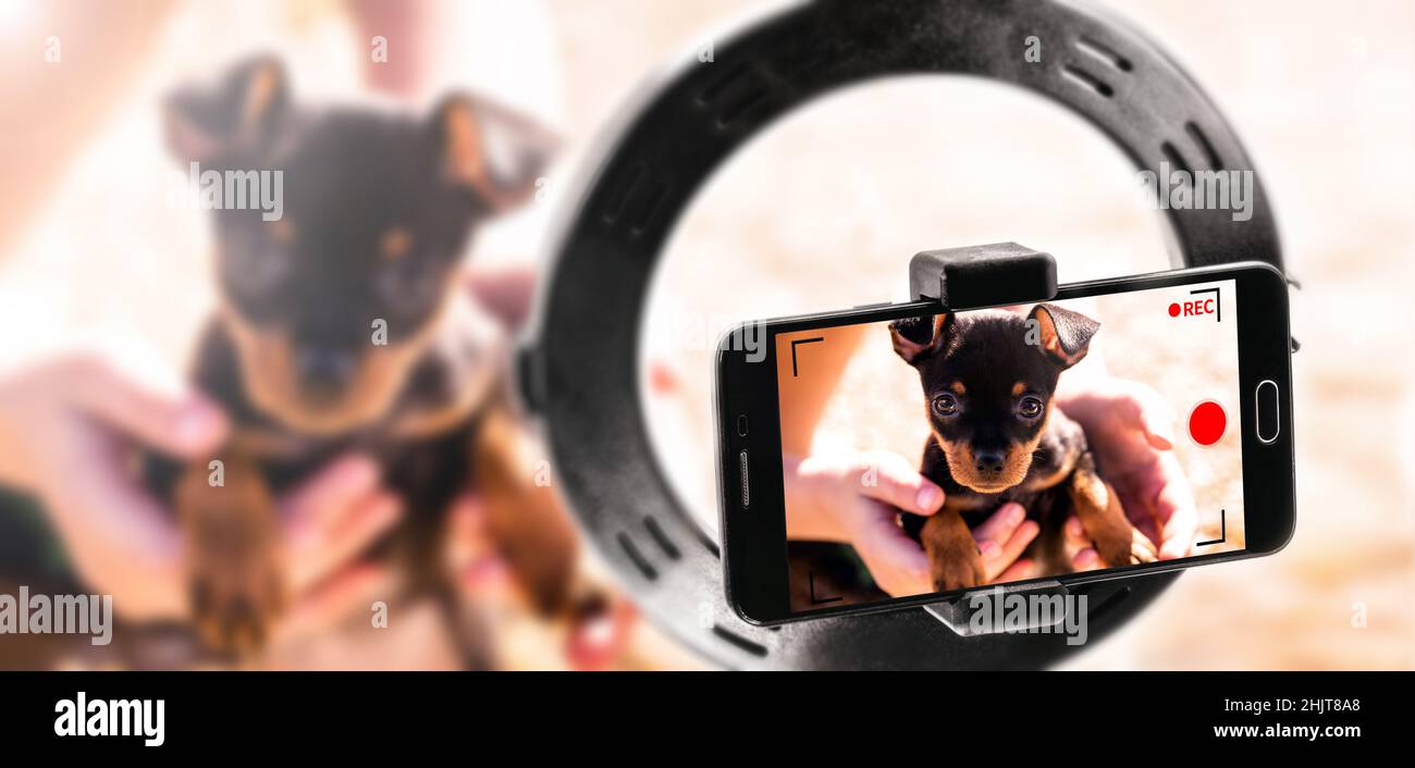 video professionale realizzato con smartphone, utilizzare il telefono cellulare per realizzare video ad alta risoluzione, video cucciolo Foto Stock