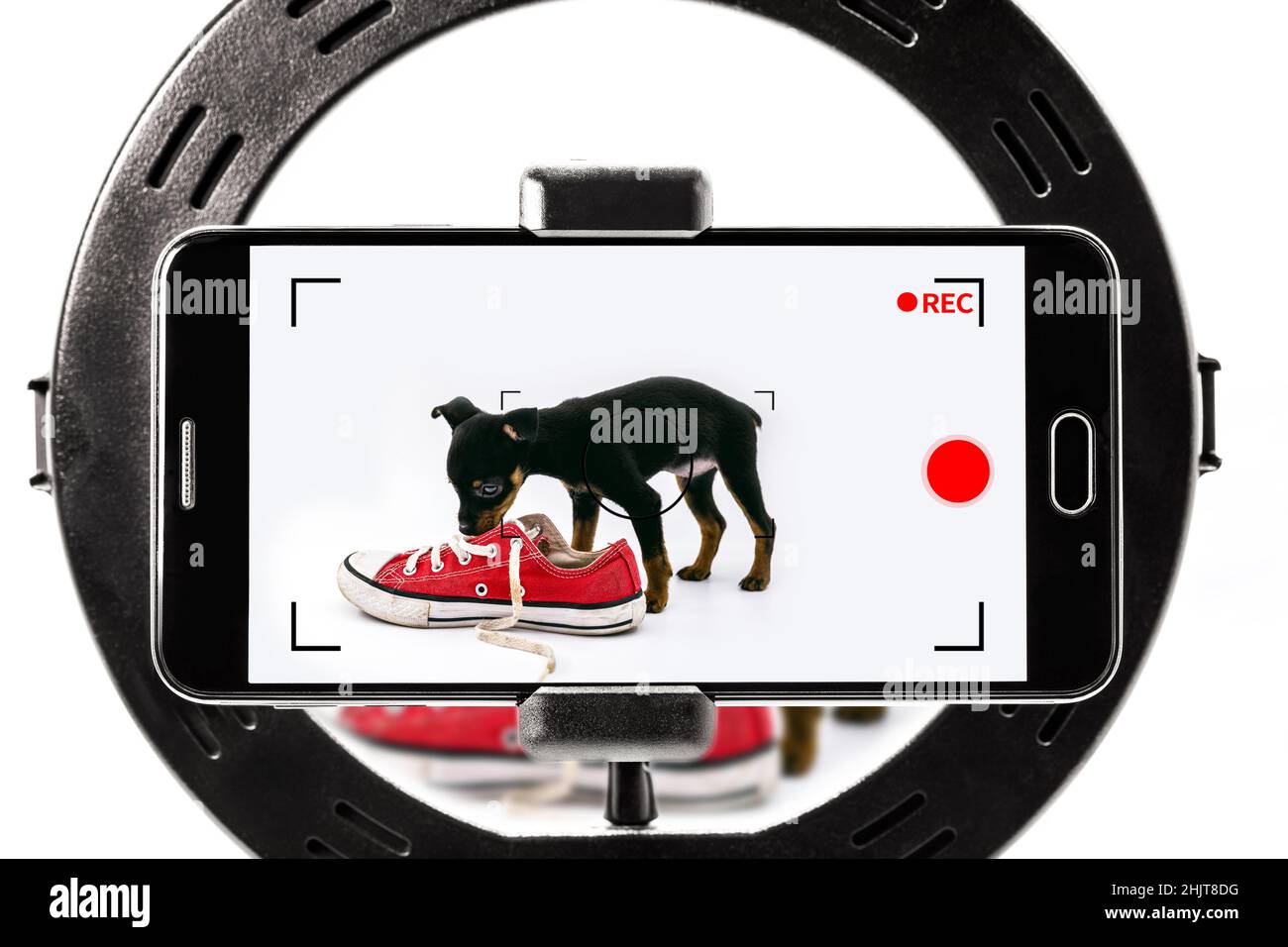 youtuber cane, animale domestico domestico che è girato per video di ehumour. Smartphone utilizzato per video professionali Foto Stock