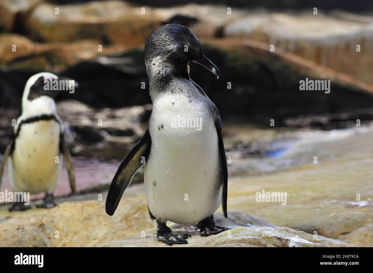 Jackass o pinguini africani, l'unica specie di pinguini che alleva in Africa, Boulders Beach, Simon's Town, Sudafrica Foto Stock