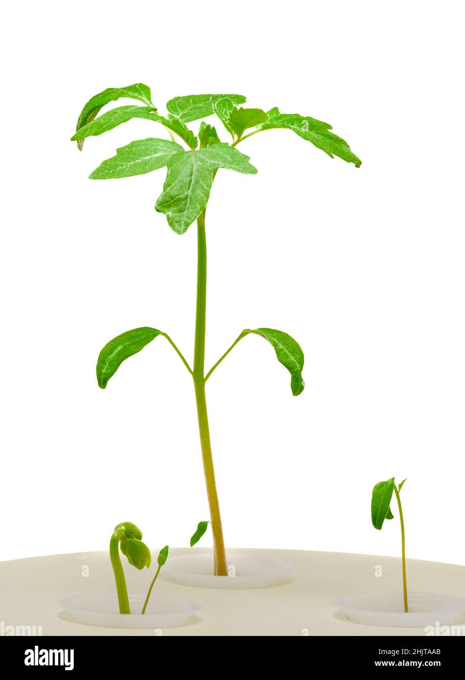 Colpo verticale di piante giovani sotto una luce di crescita isolato su bianco. Foto Stock