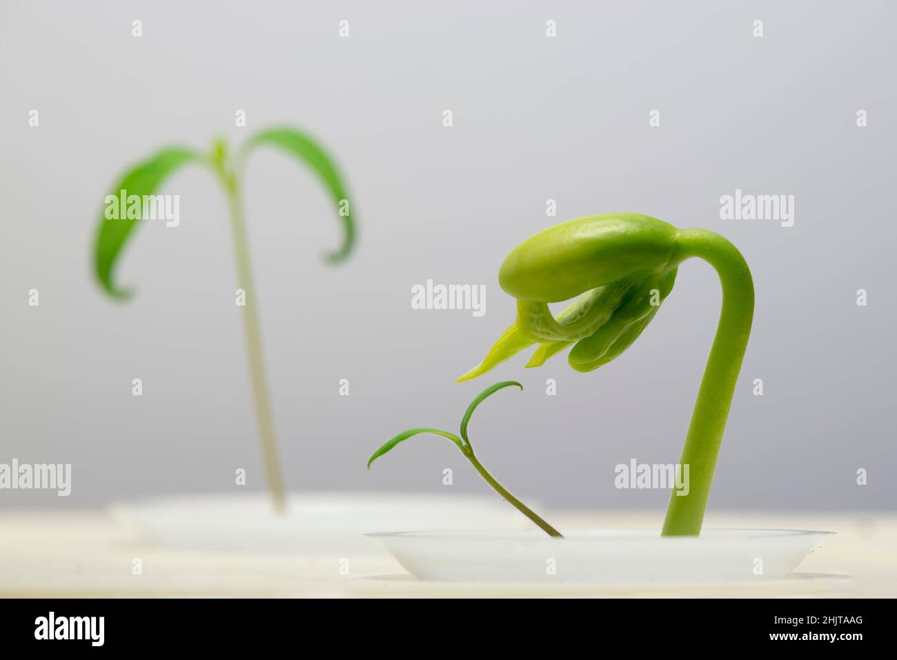 Scatto orizzontale di un germoglio di fagioli sotto una luce di crescita con spazio di copia. Foto Stock