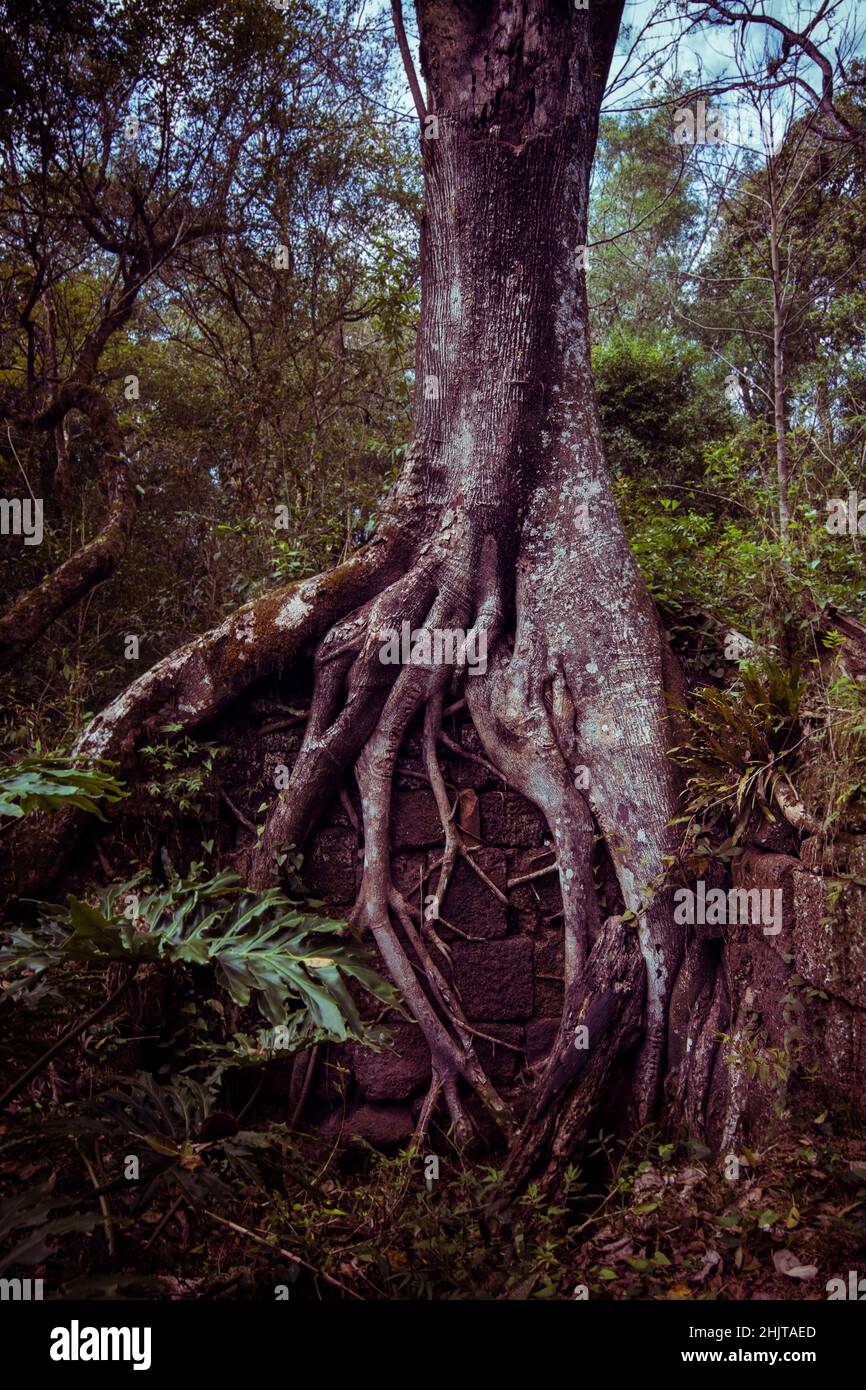 Radici di un albero che copre un antico muro dalle rovine gesuitiche di San Ignacio, nella città di San Ignacio, Misiones, Argentina Foto Stock