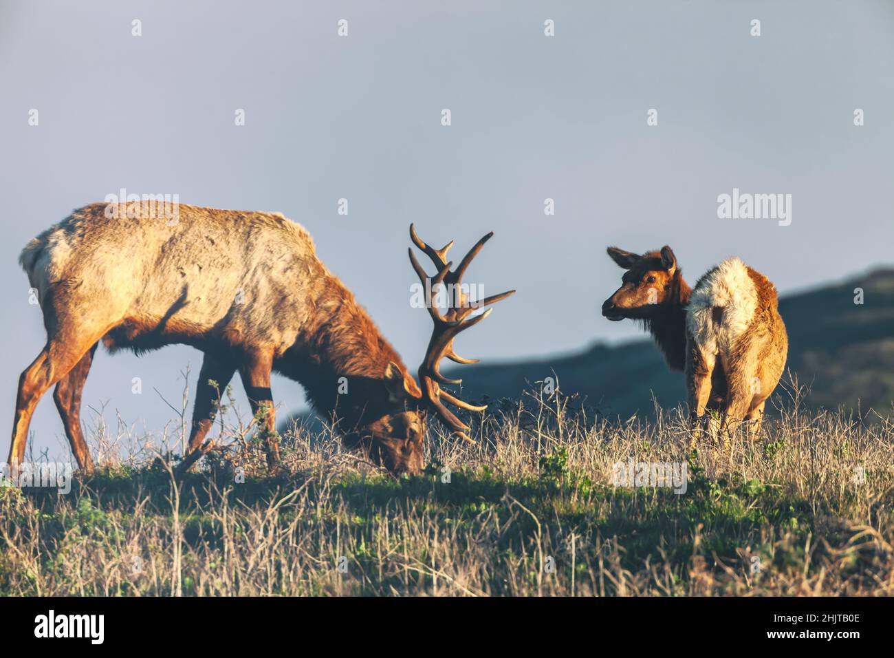 Un maschio tule Elk si sta nutrendo sull'erba come una femmina alce guarda su, Point Reyes National Seashore, California, USA. Foto Stock