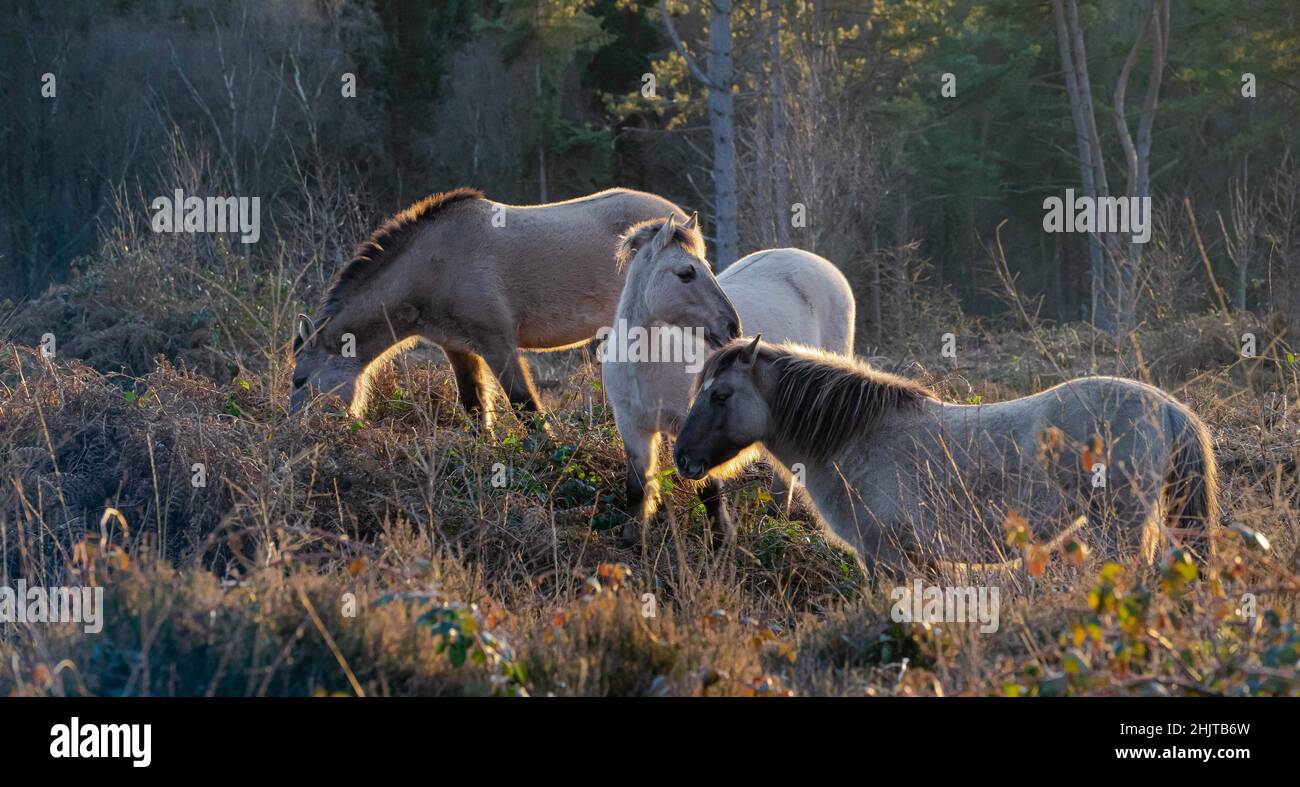 Wild Exmoor ponies foraggio su Broadwater Warren come il sole d'inverno tramonta vicino Royal Tunbridge Wells, Kent, Regno Unito il 31st di gennaio 2022 Foto Stock