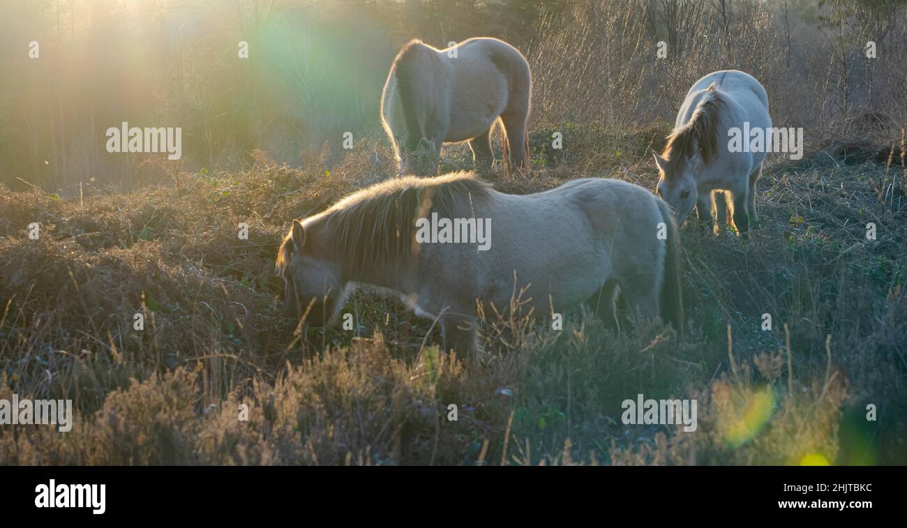 Vicino a Royal Tunbridge Wells, Regno Unito. 31st Jan 2022. Wild Exmoor ponies foraggio su Broadwater Warren come il sole d'inverno tramonta vicino Royal Tunbridge Wells, Kent, Regno Unito il 31st gennaio 2022 in vicino Royal Tunbridge Wells, Regno Unito il 1/31/2022. (Foto di Sarah Jane Mott/News Images/Sipa USA) Credit: Sipa USA/Alamy Live News Foto Stock