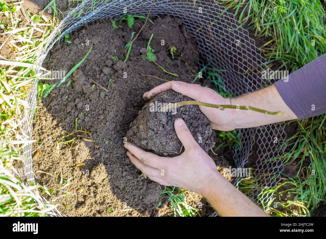 Il giardiniere tiene nelle sue mani un grembo di terra con un cagliamento di un albero giovane. Piantando e coltivando piante che voglio. Foto Stock