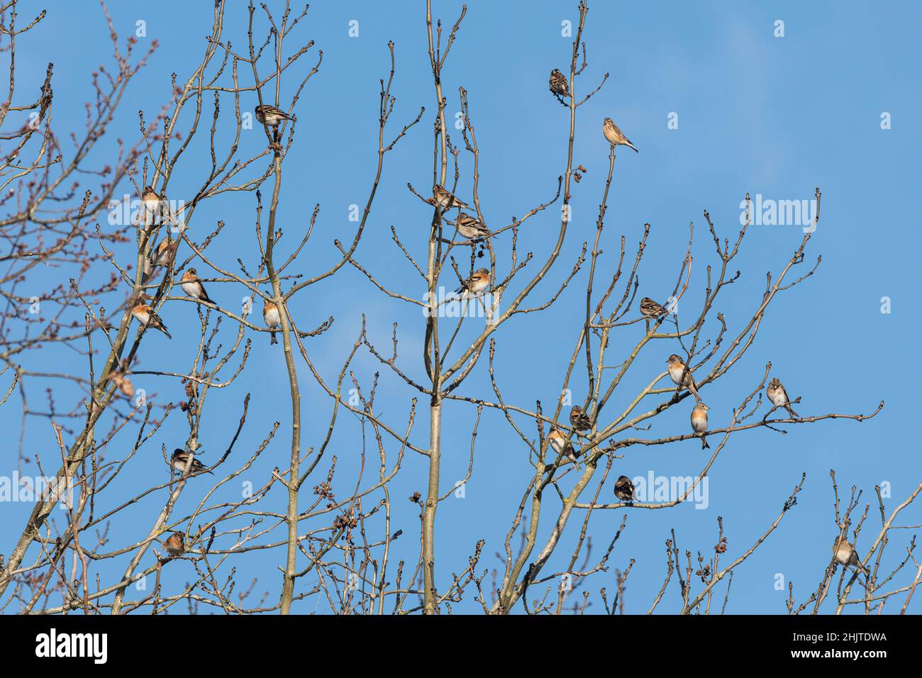 Gregge di bramblings (Fringilla montifringilla) che si sovrappone vicino a Reigate, Surrey, Regno Unito Foto Stock