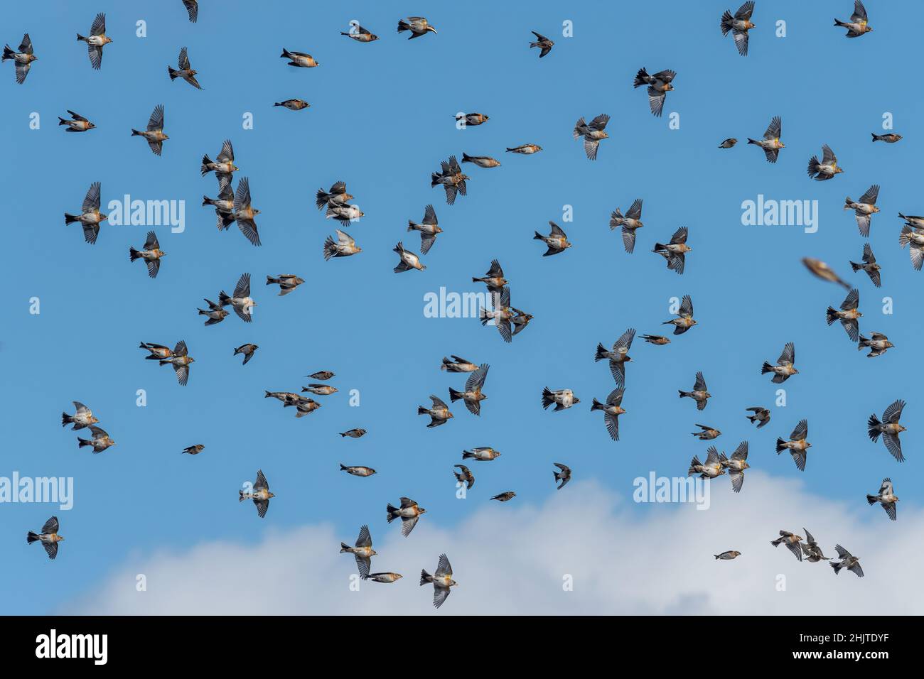 Gregge di bramblings (Fringilla montifringilla) che si sovrappone vicino a Reigate, Surrey, Regno Unito. In volo, in volo Foto Stock