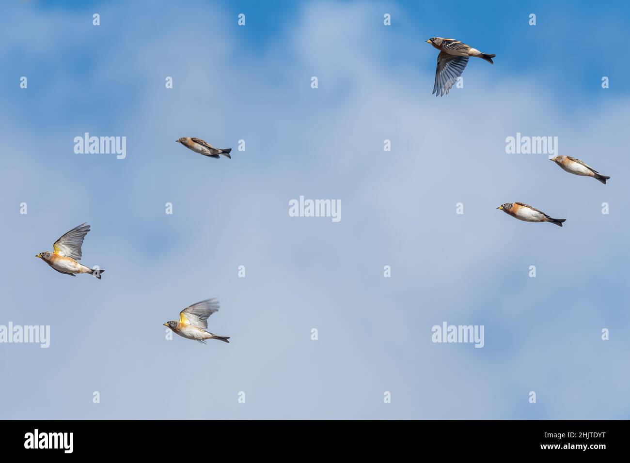 Gregge di bramblings (Fringilla montifringilla) che si sovrappone vicino a Reigate, Surrey, Regno Unito. In volo, in volo Foto Stock
