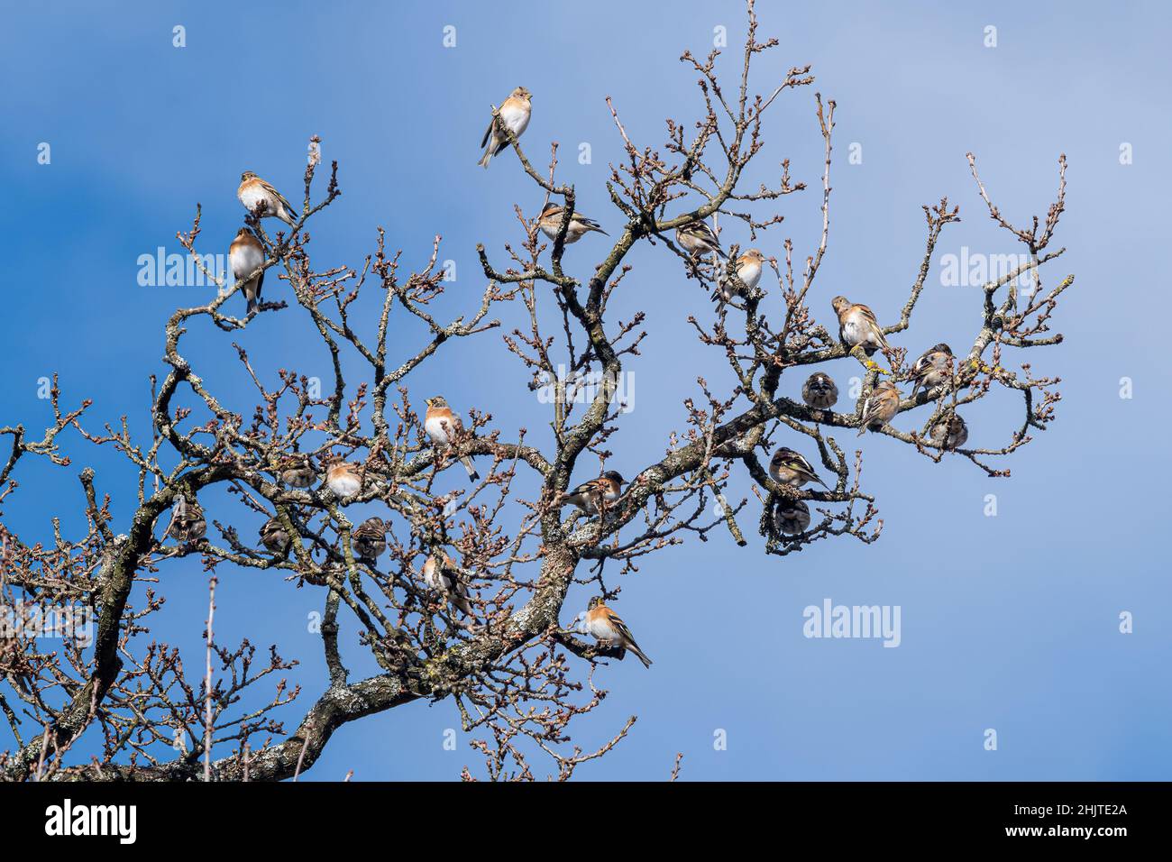 Gregge di bramblings (Fringilla montifringilla) che si sovrappone vicino a Reigate, Surrey, Regno Unito Foto Stock