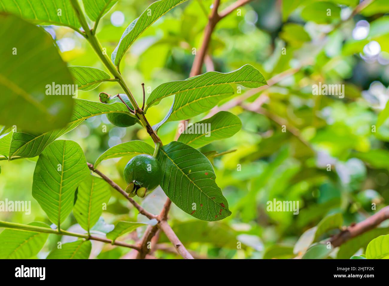 Frutta di guava sull'albero, Psidium guajava Linn. Zanzibar, Tanzania Foto Stock
