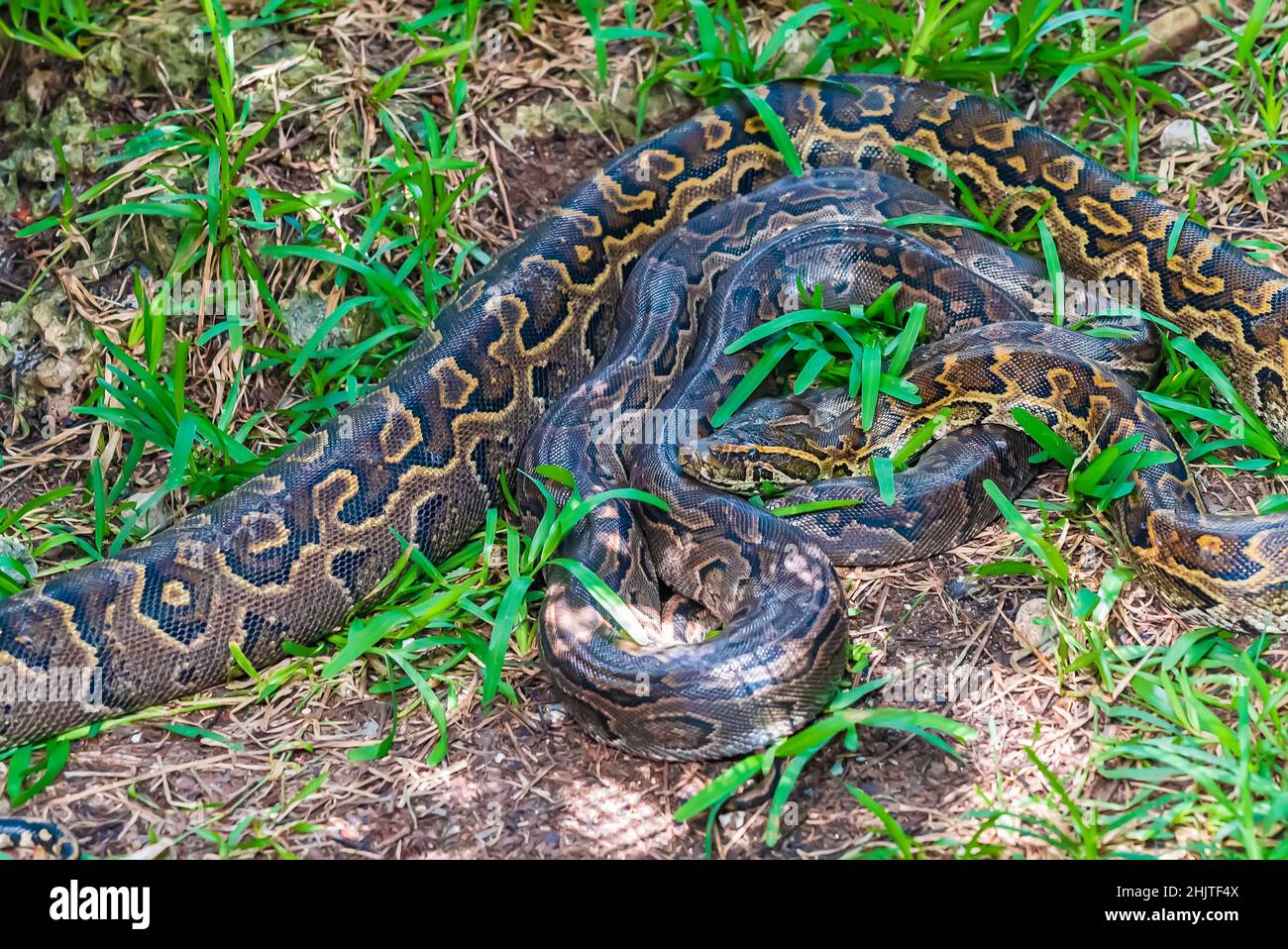 Due serpenti di pyton riposano nell'erba. Foto Stock