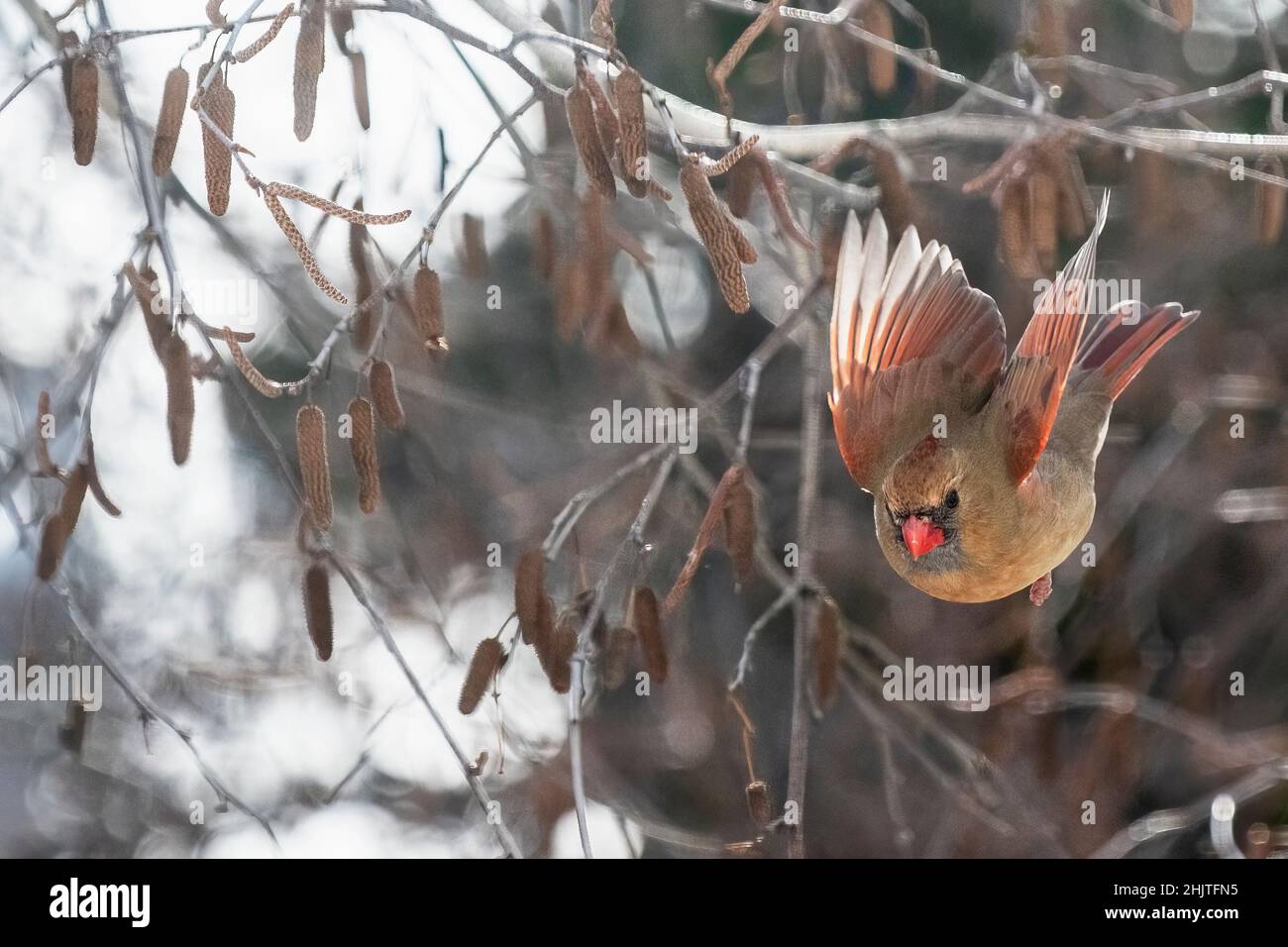 Volo cardinale settentrionale femminile in inverno Foto Stock