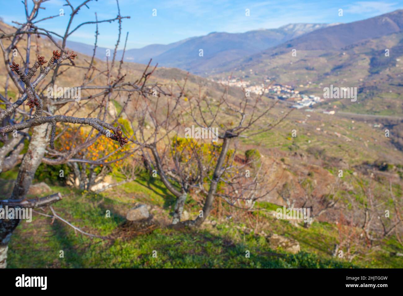 Scena invernale piena di germogli di ciliegio con montagne della Valle di Jerte in fondo, Extremadura, Caceres, Spagna Foto Stock