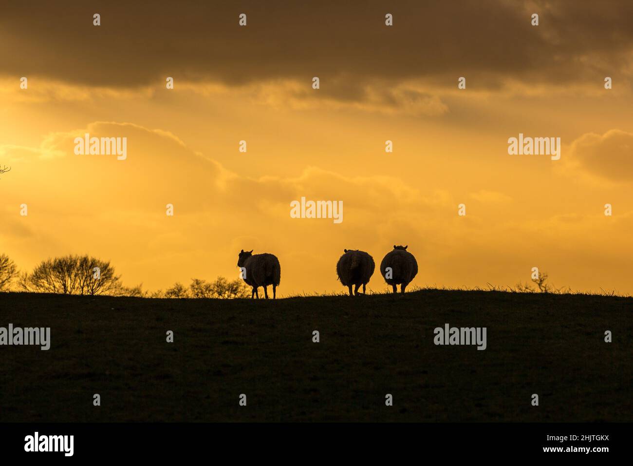 Silhouette di tre pecore britanniche su una collina al tramonto. Foto Stock
