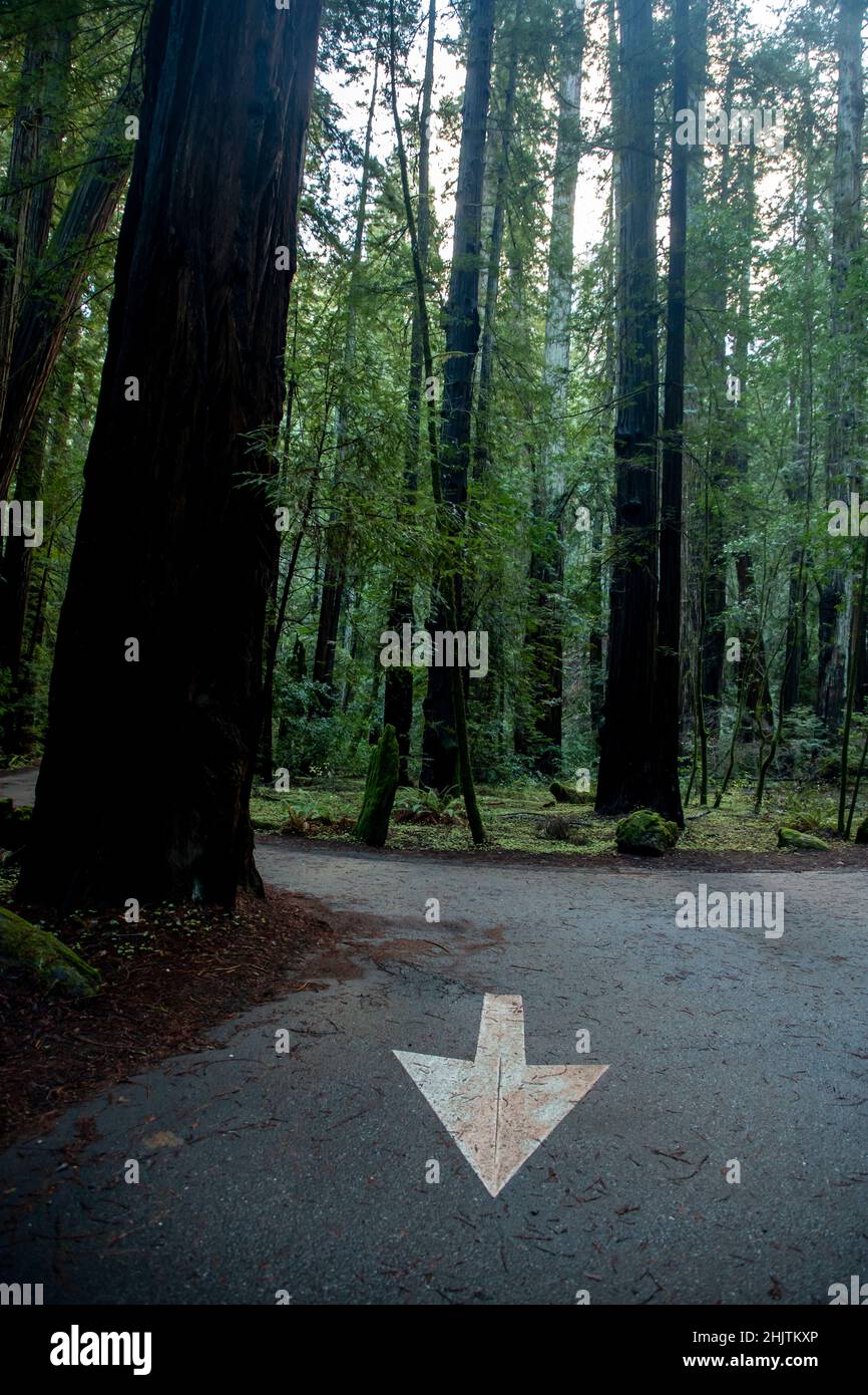 Armstrong Redwoods è un piccolo stand di sequoie appena a nord di Guerneville, California. Foto Stock