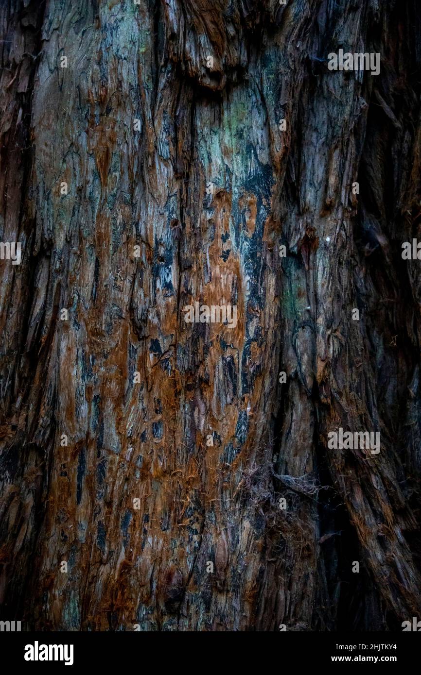 Dettagli dell'albero. Armstrong Redwoods è un piccolo stand di sequoie appena a nord di Guerneville, California. Foto Stock
