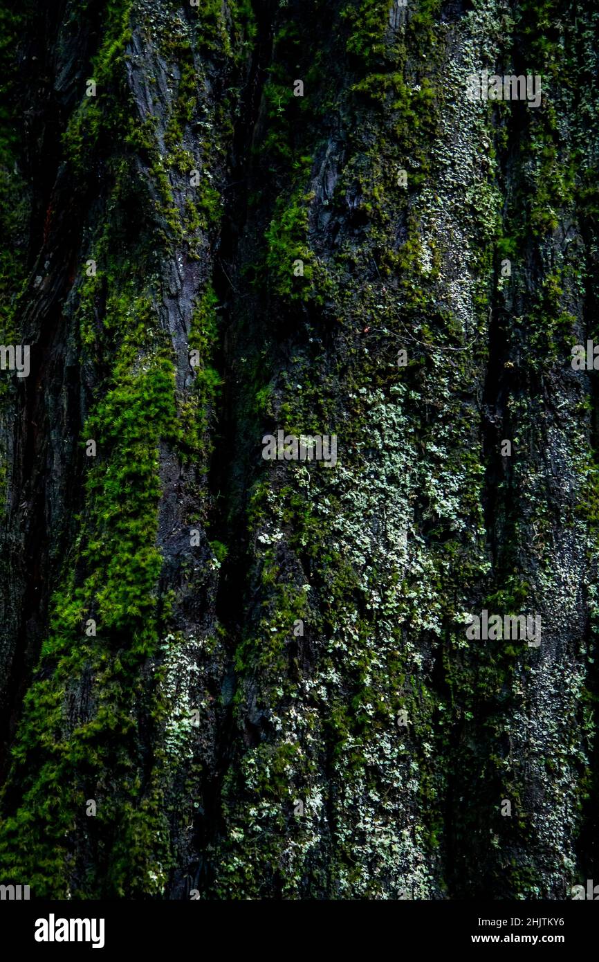 Dettagli dell'albero. Armstrong Redwoods è un piccolo stand di sequoie appena a nord di Guerneville, California. Foto Stock