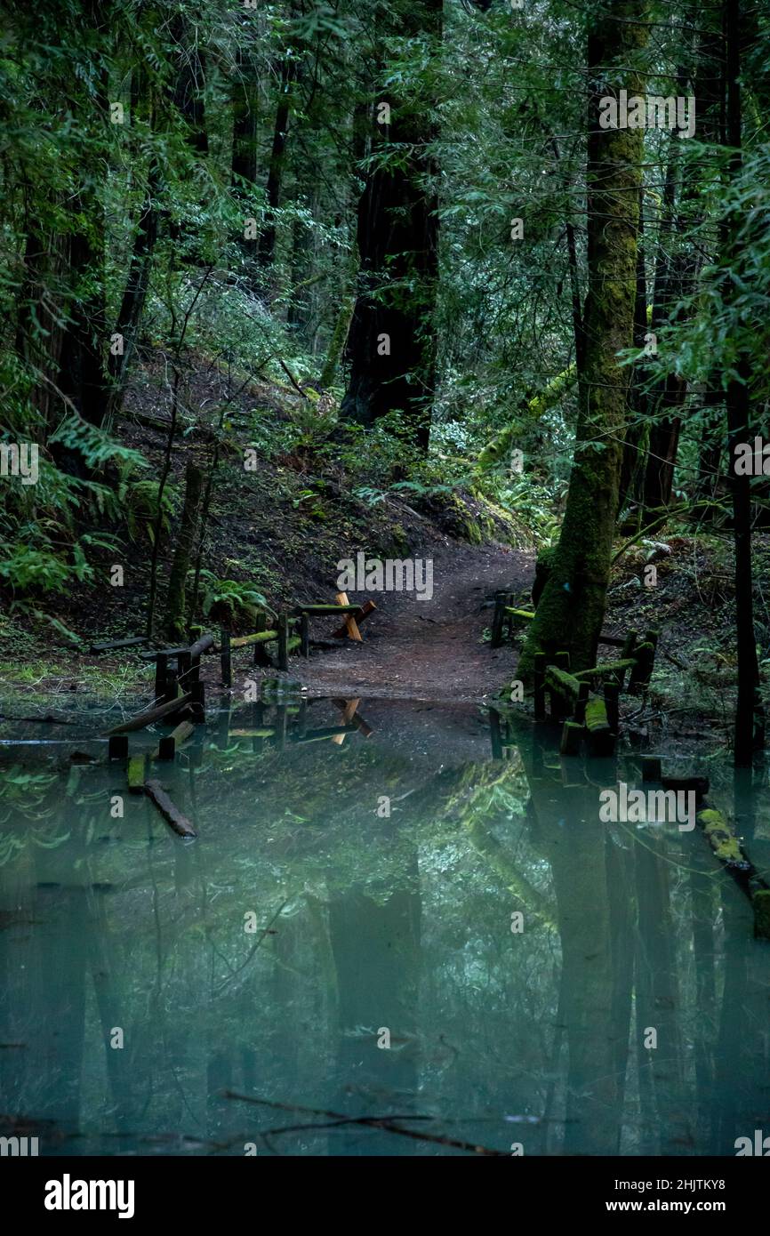 Armstrong Redwoods è un piccolo stand di sequoie appena a nord di Guerneville, California. Ecco un percorso allagato dopo una pesante pioggia invernale. Foto Stock