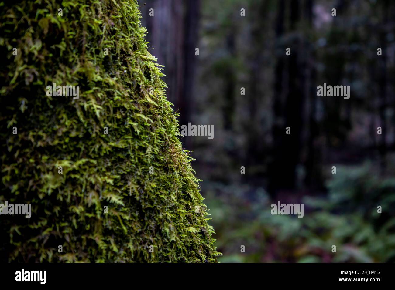 Armstrong Redwoods è un piccolo stand di sequoie appena a nord di Guerneville, California. Foto Stock