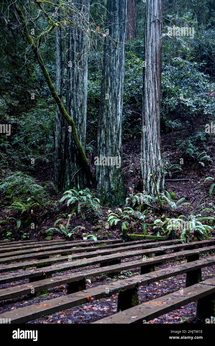 Armstrong Redwoods è un piccolo stand di sequoie appena a nord di Guerneville, California. Foto Stock