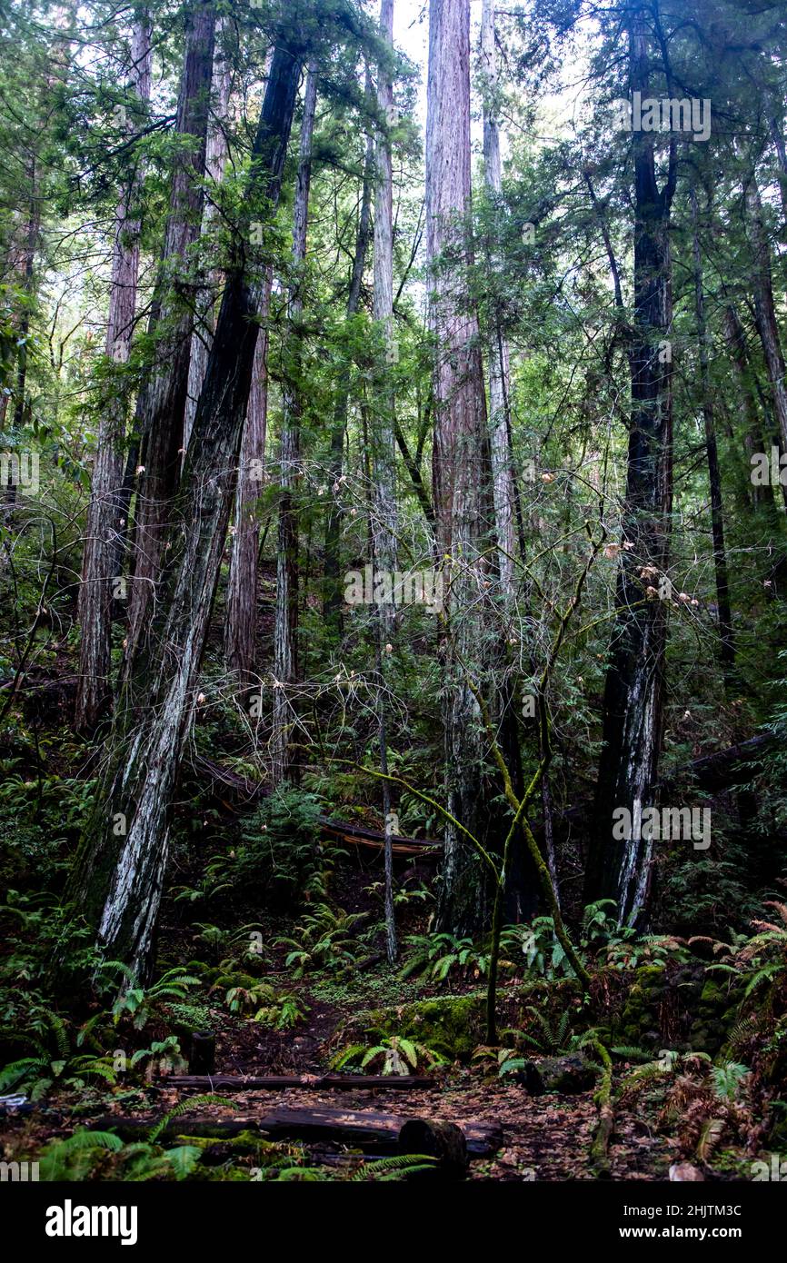 Armstrong Redwoods è un piccolo stand di sequoie appena a nord di Guerneville, California. Foto Stock