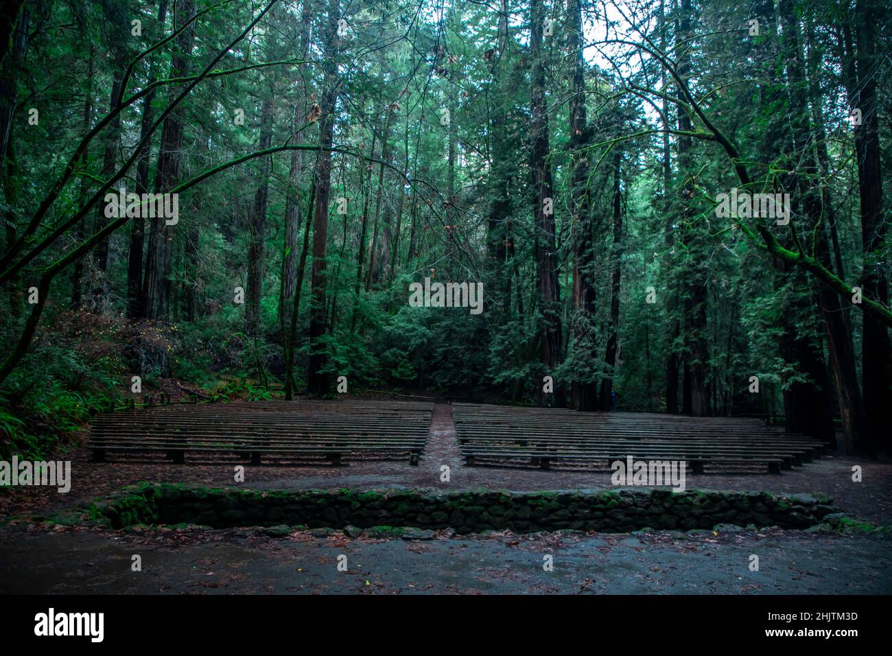 Armstrong Redwoods è un piccolo stand di sequoie appena a nord di Guerneville, California. Foto Stock