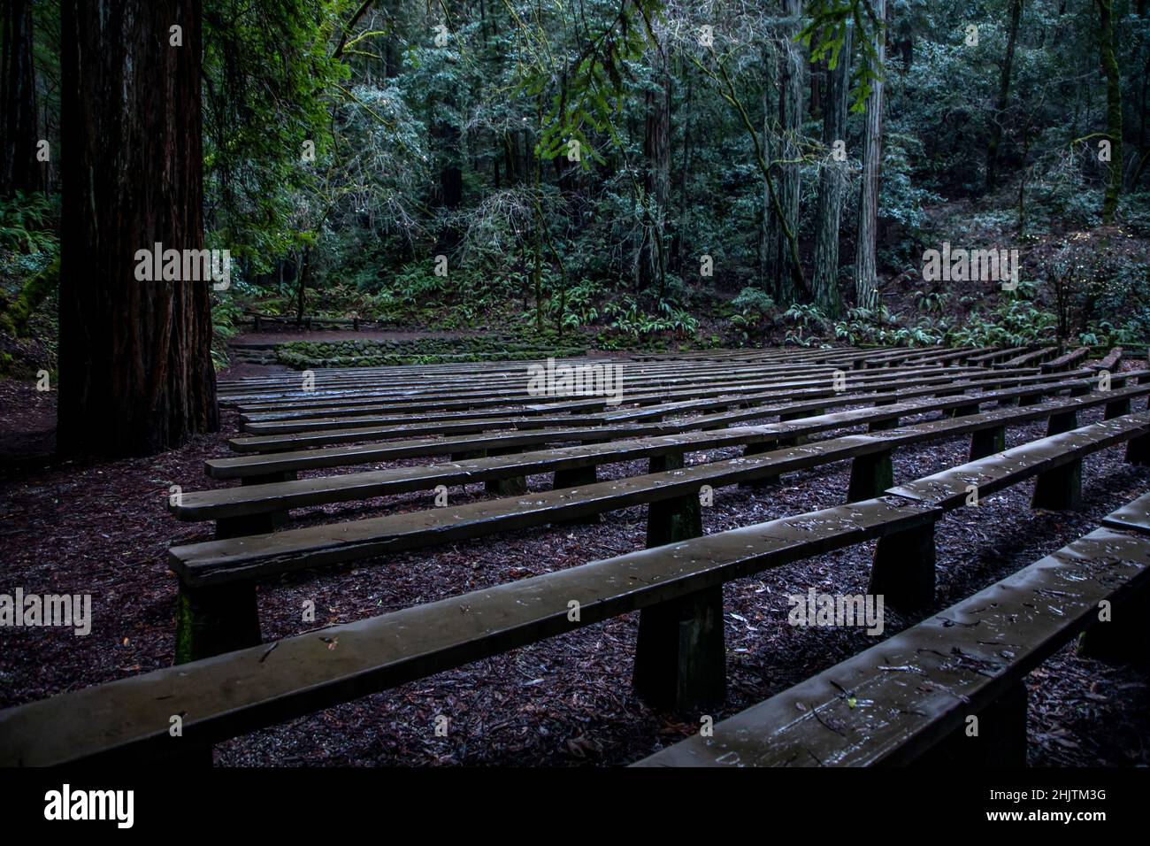 Armstrong Redwoods è un piccolo stand di sequoie appena a nord di Guerneville, California. Foto Stock