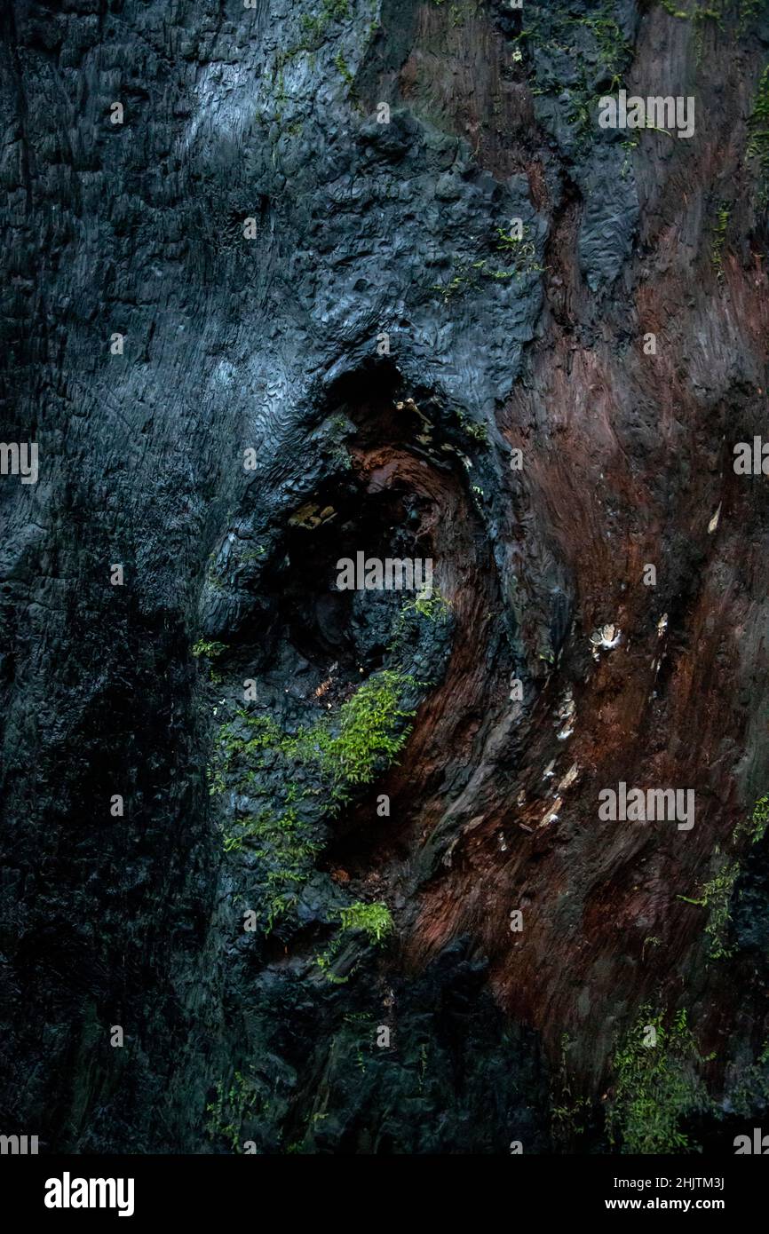 Dettagli dell'albero. Armstrong Redwoods è un piccolo stand di sequoie appena a nord di Guerneville, California. Foto Stock