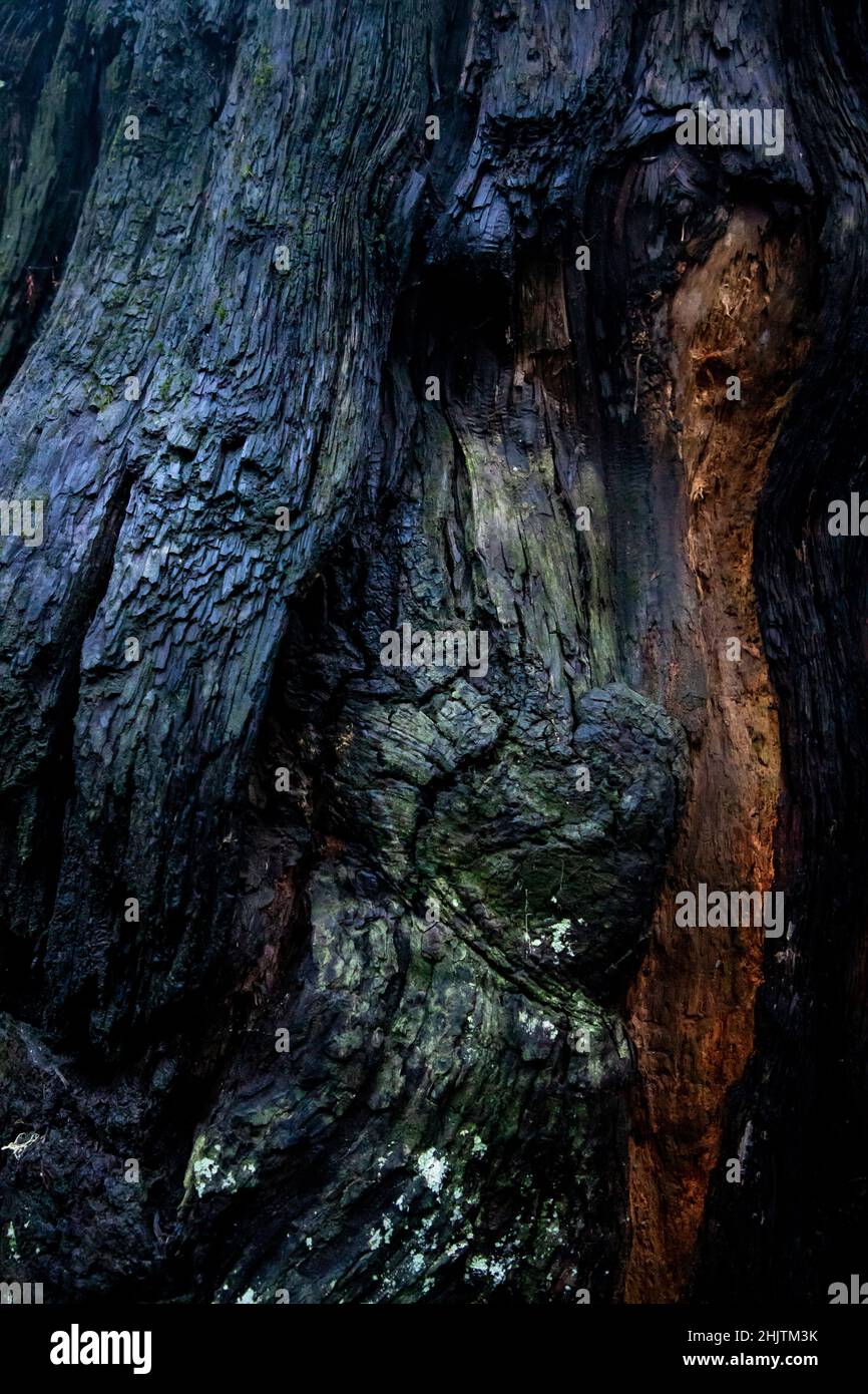 Dettagli dell'albero. Armstrong Redwoods è un piccolo stand di sequoie appena a nord di Guerneville, California. Foto Stock