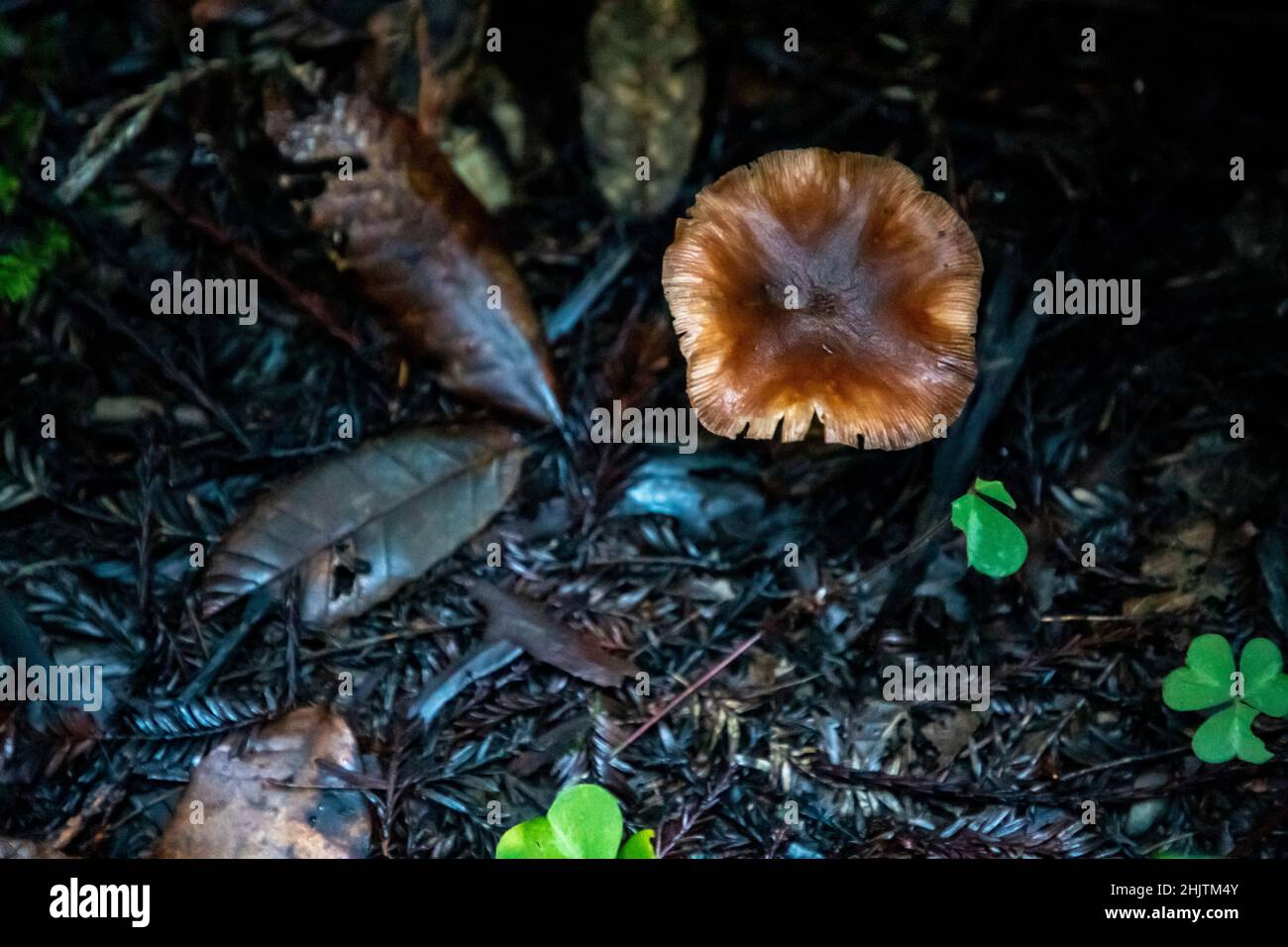 Armstrong Redwoods è un piccolo stand di sequoie appena a nord di Guerneville, California. Foto Stock
