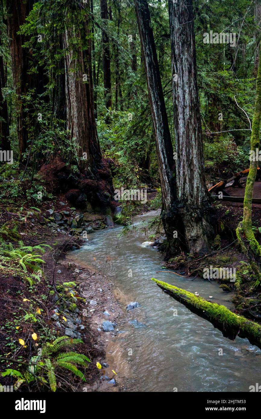 Armstrong Redwoods è un piccolo stand di sequoie appena a nord di Guerneville, California. Foto Stock