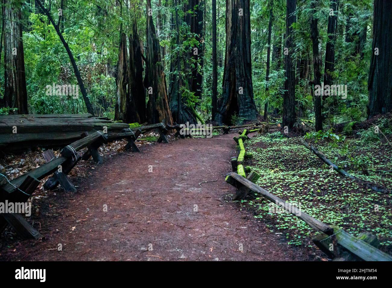 Armstrong Redwoods è un piccolo stand di sequoie appena a nord di Guerneville, California. Foto Stock