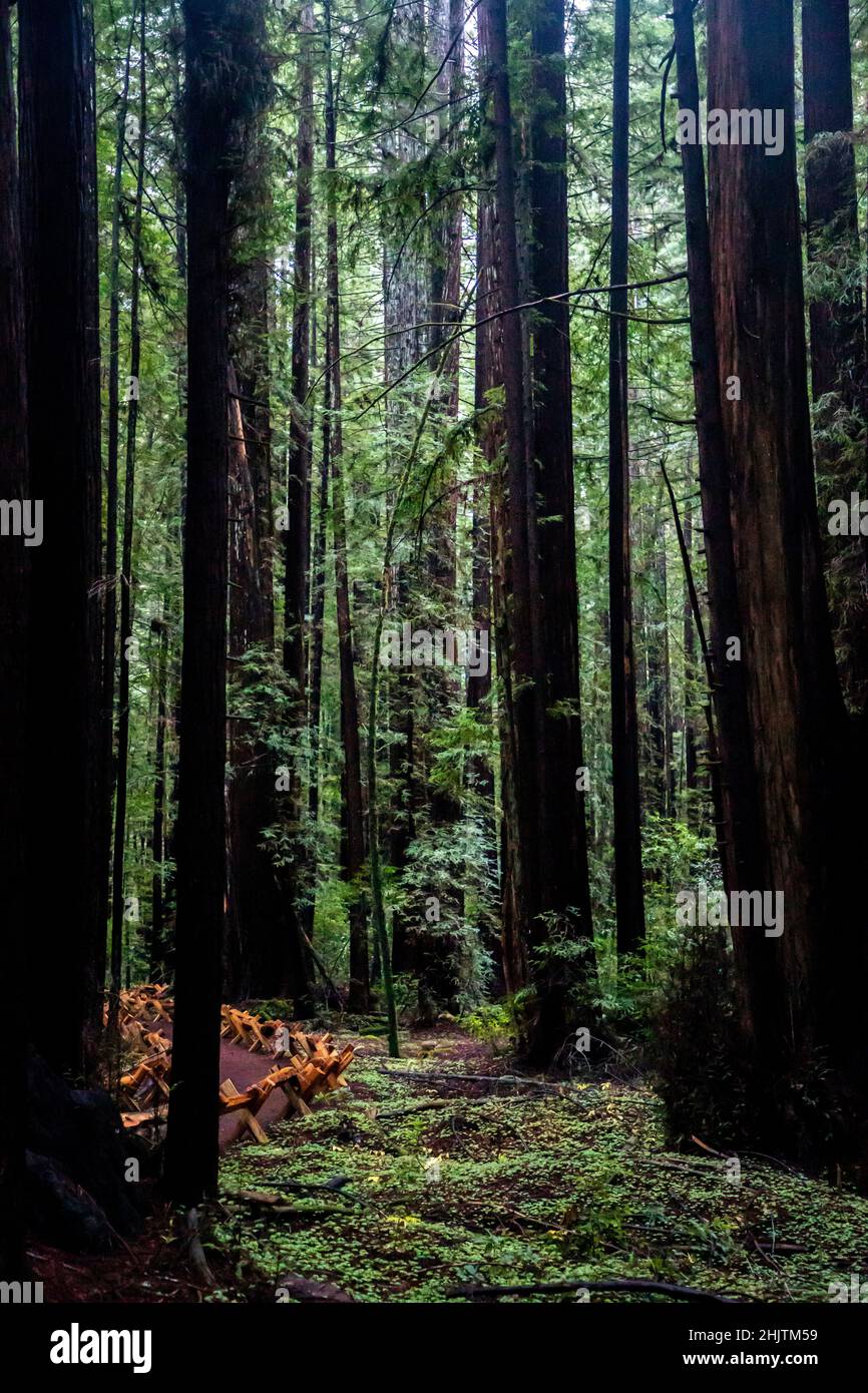 Armstrong Redwoods è un piccolo stand di sequoie appena a nord di Guerneville, California. Foto Stock