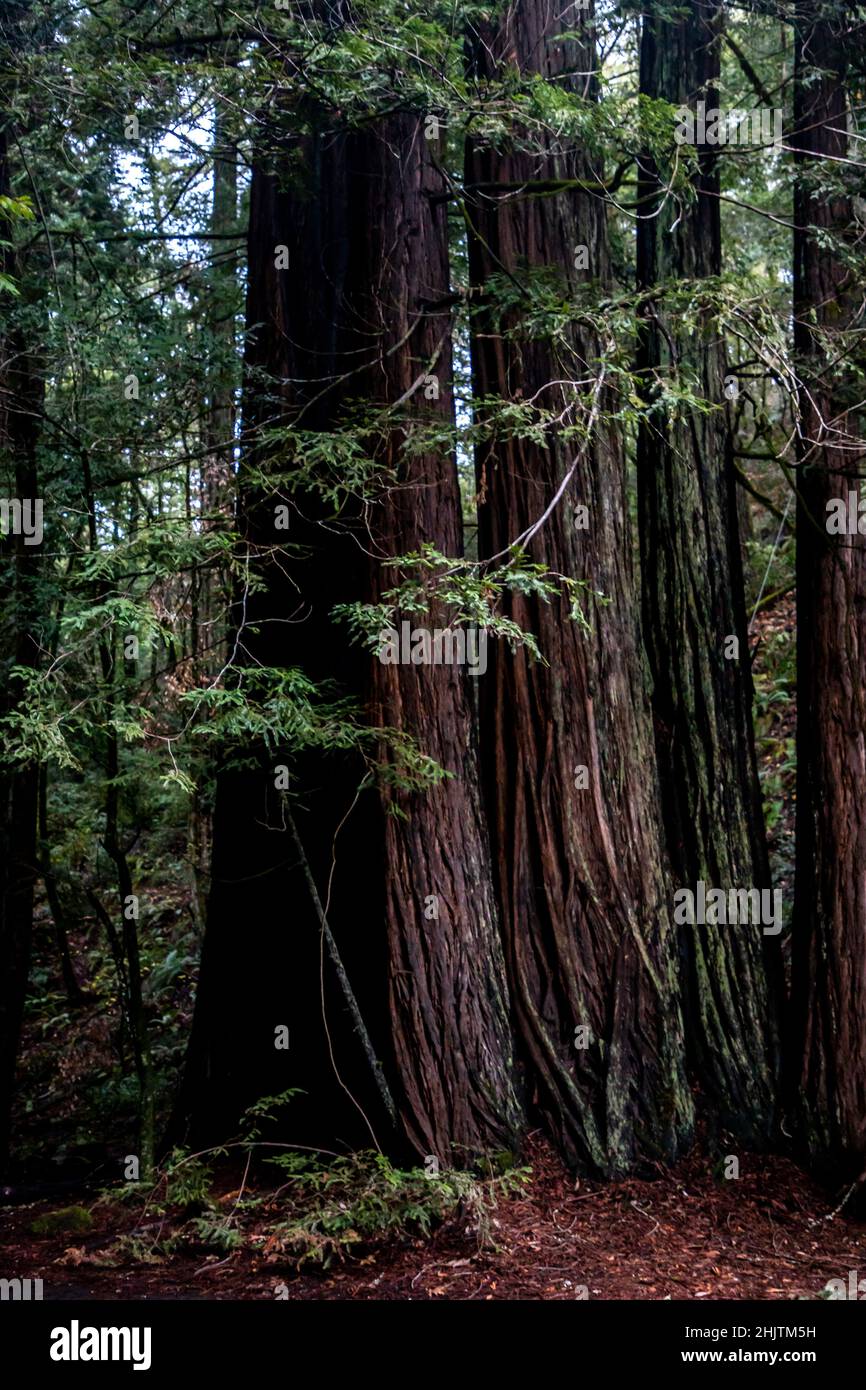 Armstrong Redwoods è un piccolo stand di sequoie appena a nord di Guerneville, California. Foto Stock