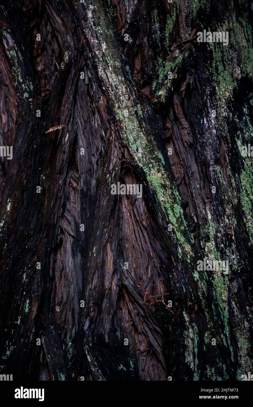 Dettagli dell'albero. Armstrong Redwoods è un piccolo stand di sequoie appena a nord di Guerneville, California. Foto Stock