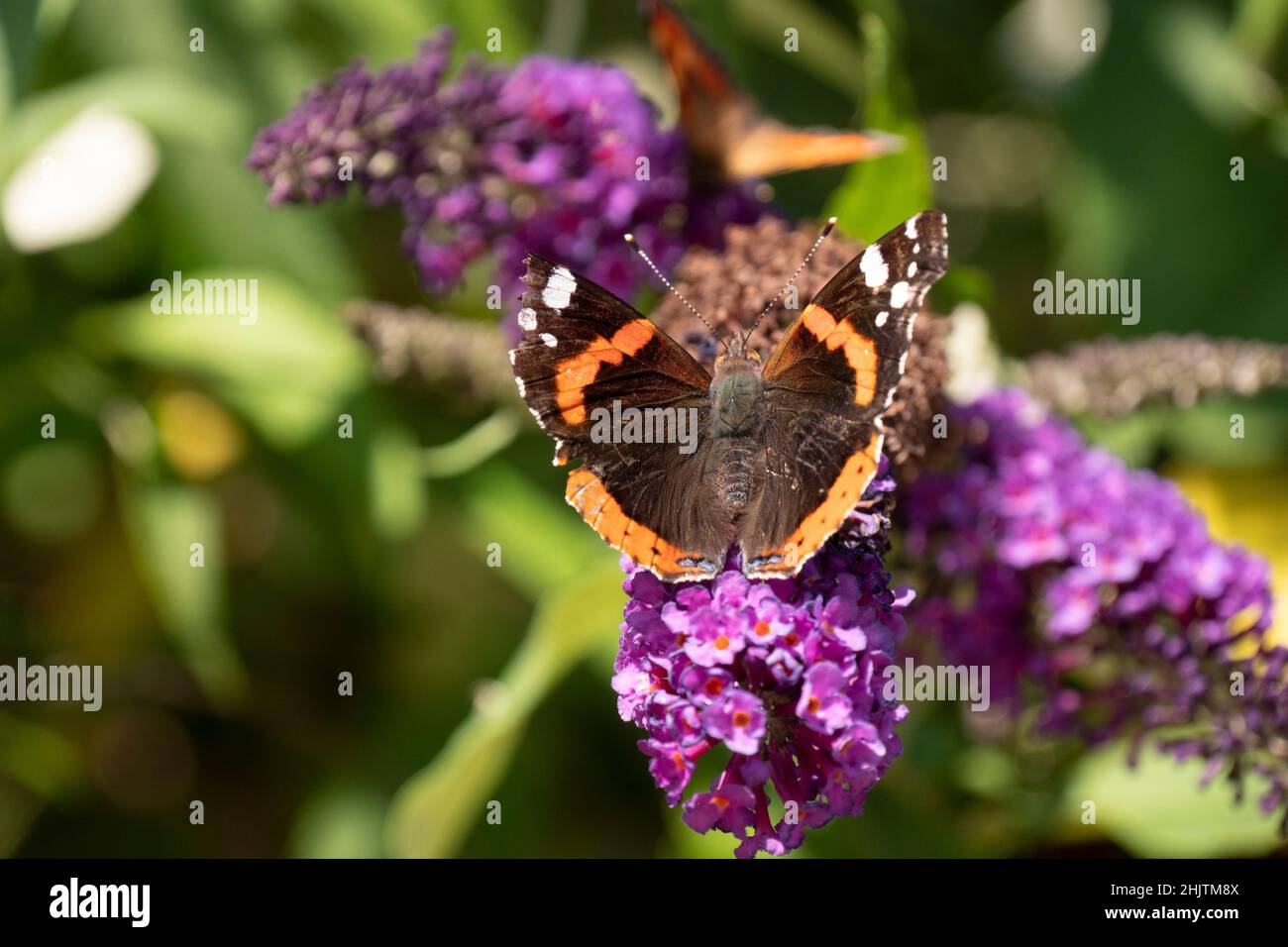 Butterfly Nymphalis urticae siede su un albero di farfalla, Buddleja davidi Foto Stock