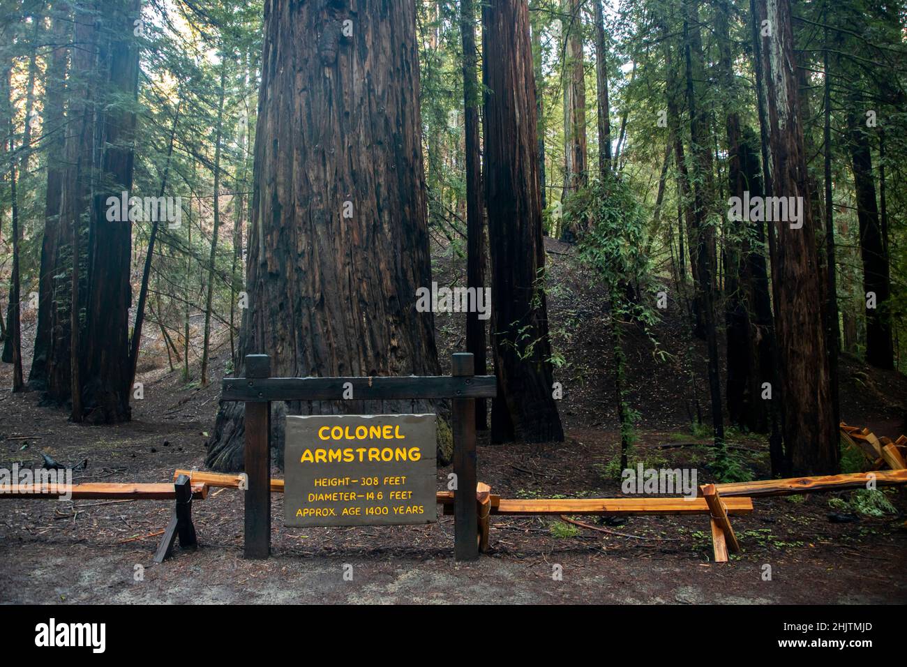 Armstrong Redwoods è un piccolo stand di sequoie appena a nord di Guerneville, California. Foto Stock