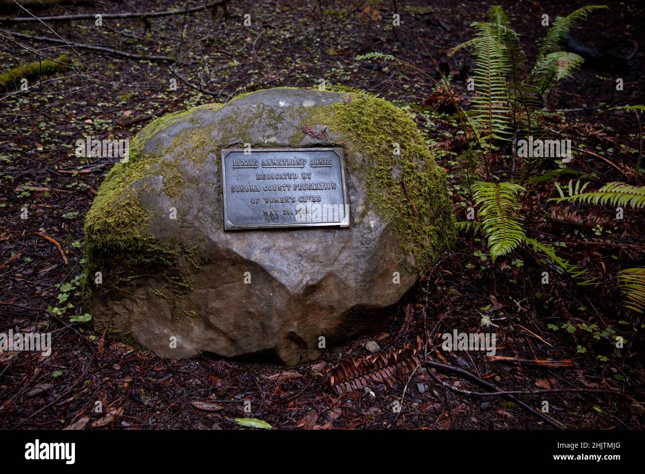 Armstrong Redwoods è un piccolo stand di sequoie appena a nord di Guerneville, California. Foto Stock
