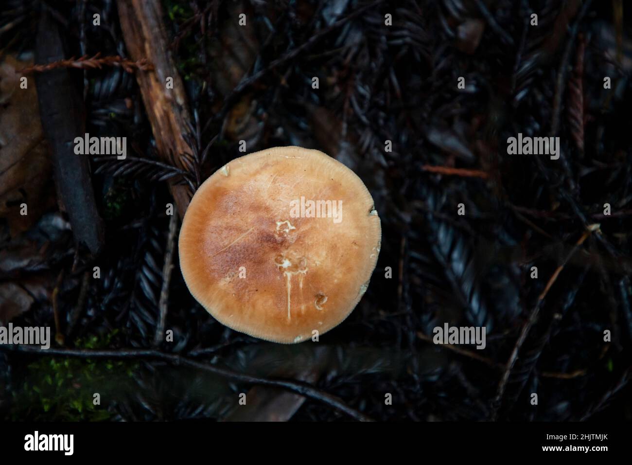Fungo che cresce sotto un albero dopo piogge pesanti. Foto Stock