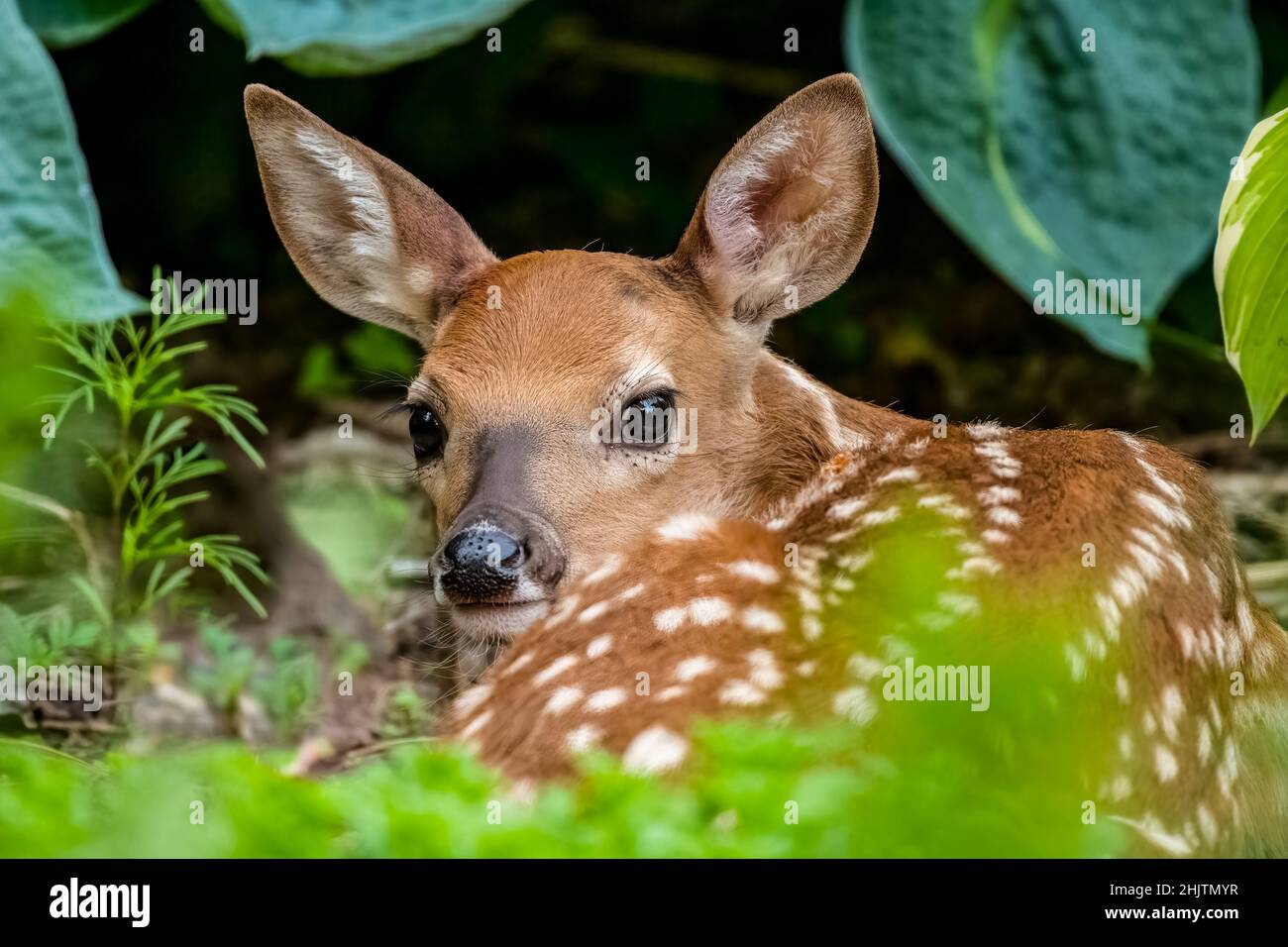 Un bambino molto giovane si nasconde nel mio giardino fiorito dove la mamma lo ha lasciato per andare a navigare per un po'. Bellissimo bimbo con occhi marroni giganti e grandi orecchie. Foto Stock