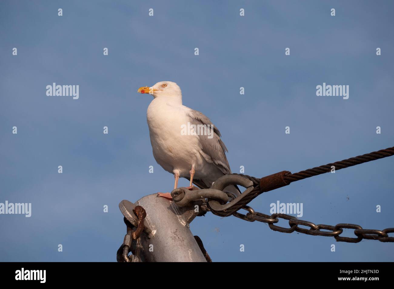 Un gabbiano si siede sull'albero di una nave e tiene d'occhio Foto Stock