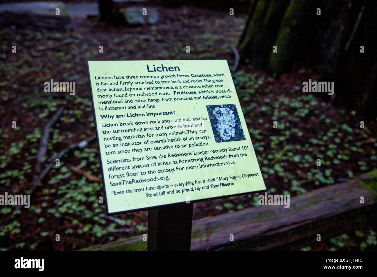 Armstrong Redwoods è un piccolo stand di sequoie appena a nord di Guerneville, California. Foto Stock