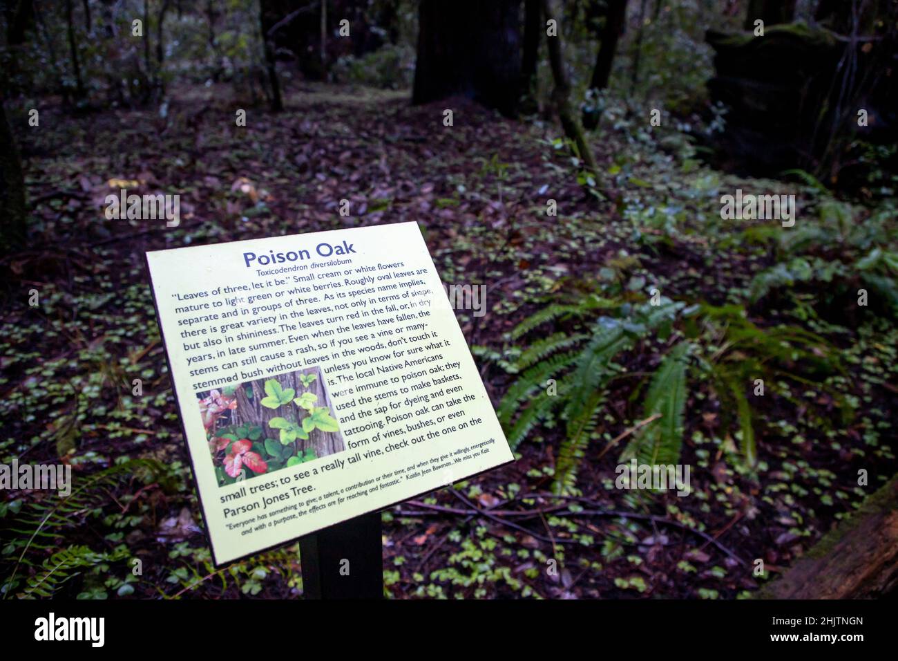 Armstrong Redwoods è un piccolo stand di sequoie appena a nord di Guerneville, California. Foto Stock