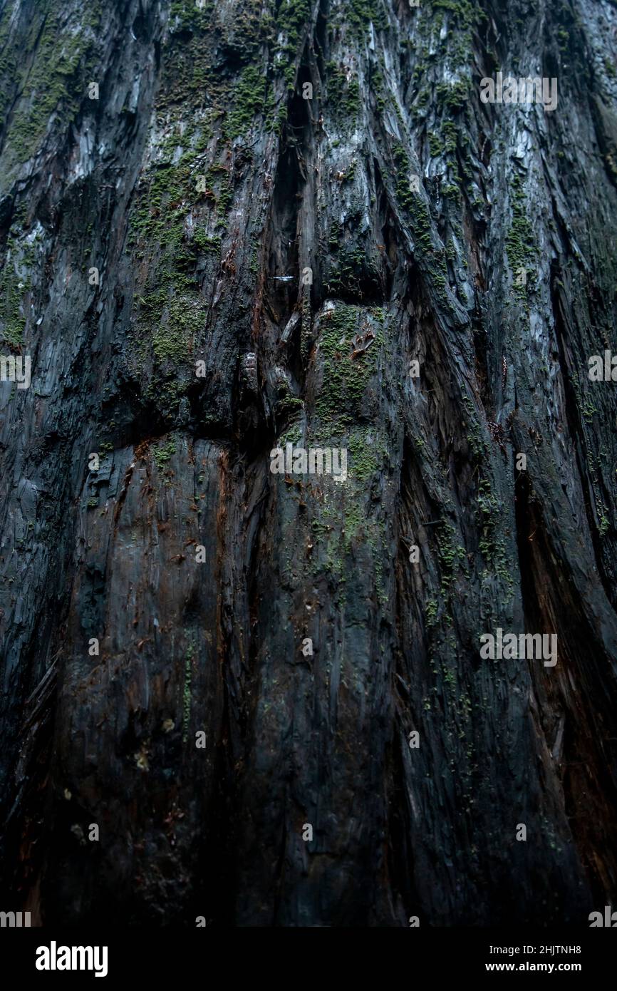 Dettagli dell'albero. Armstrong Redwoods è un piccolo stand di sequoie appena a nord di Guerneville, California. Foto Stock