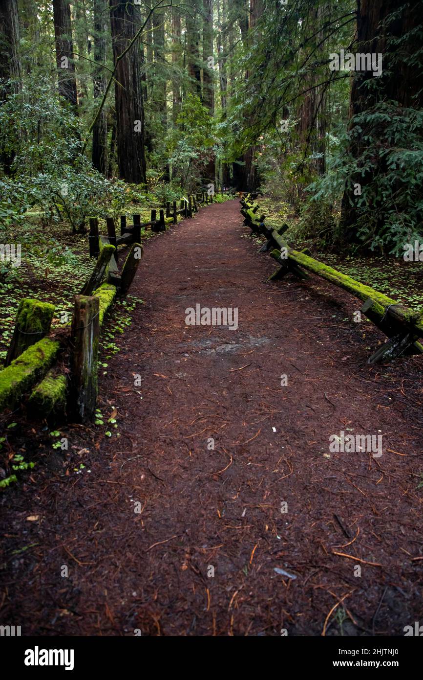 Armstrong Redwoods è un piccolo stand di sequoie appena a nord di Guerneville, California. Foto Stock