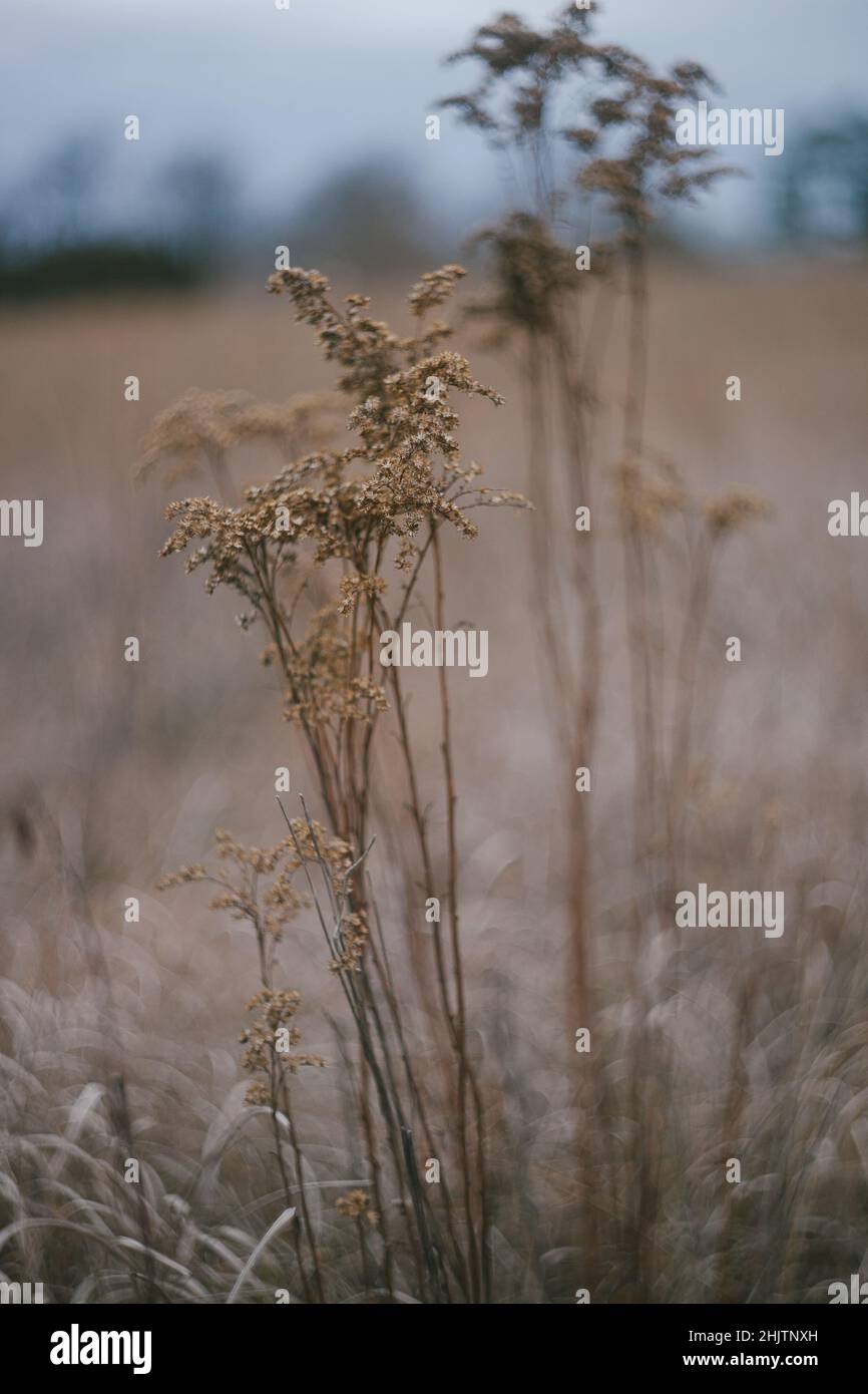 Fiori botanici essiccati in un campo Foto Stock