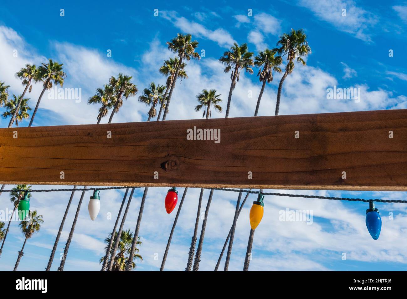 Palme e luci di Natale che guardano le palme storiche del Chase Palm Park a Santa Barbara, California. Foto Stock